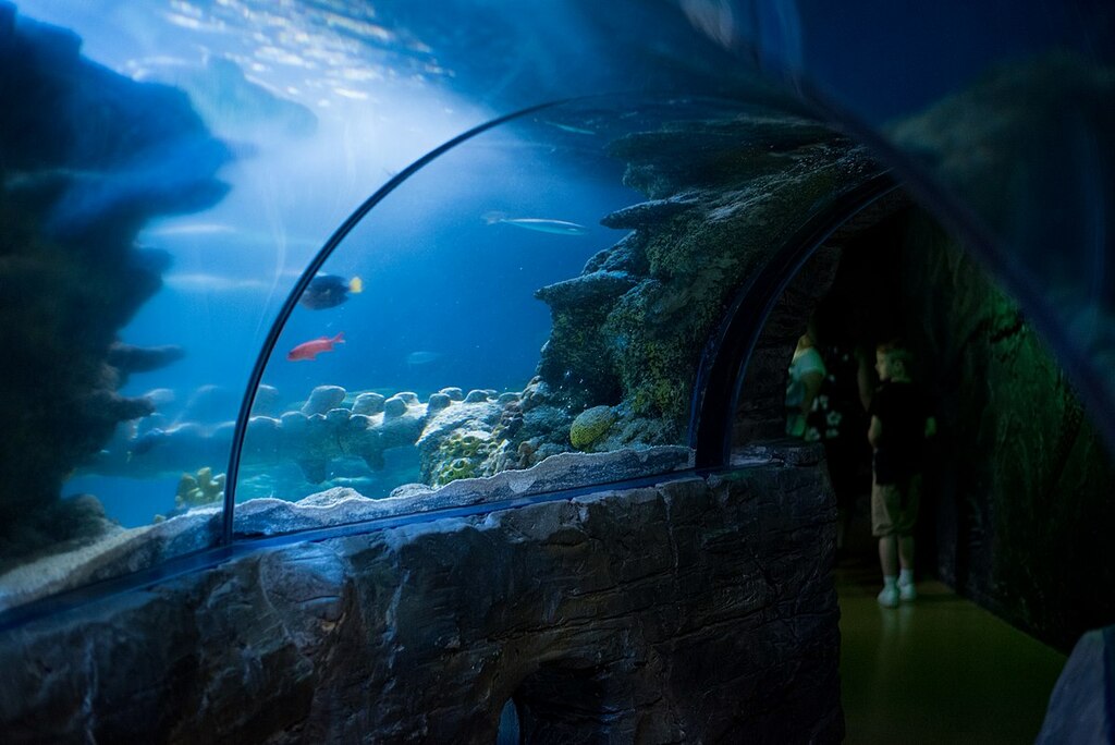 Underwater Walk of Sea Life London Aquarium