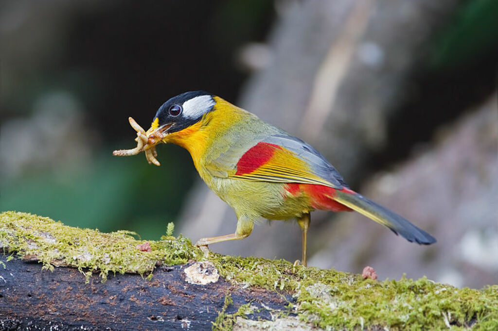 Leiothrix argentauris - Mae Wong