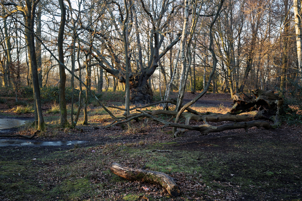 Epping Forest High Beach Waltham Abbey Essex England - forest floor