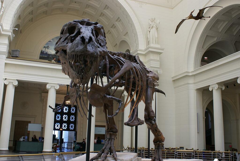 Tyrannosaurus rex fossil -Chicago Field Museum-6