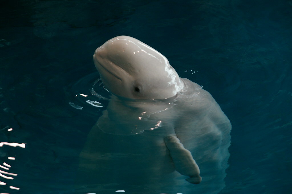 Shedd aquarium, Chicago, USA