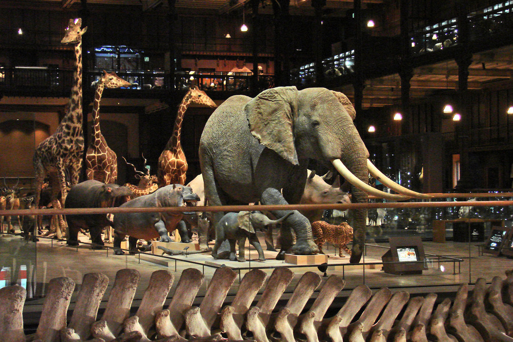 La galerie de lEvolution (Museum National dHistoire Naturelle) (2593147609)