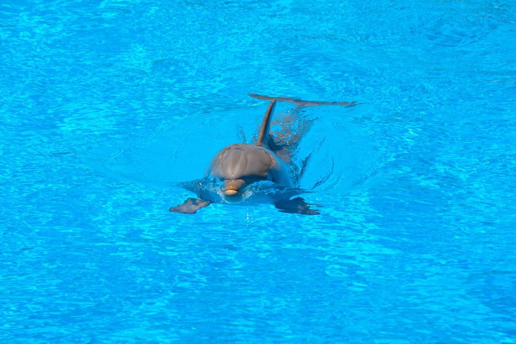 la isla grande: 20 choses passionnantes à faire à cuba | admirez les dauphins