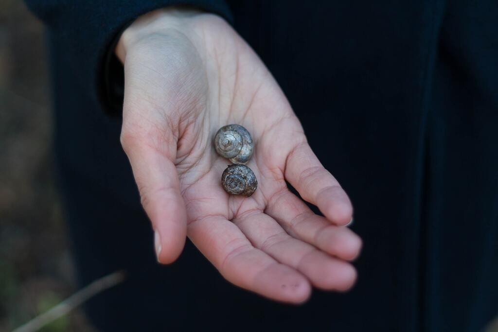 Snail