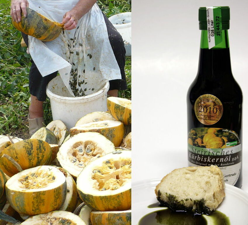 Cucurbita pepo styrian Hull-less group - oil pumpkin compose