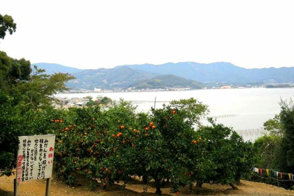 Pick juicy Japanese mandarin oranges at Maruu Toyama Farm