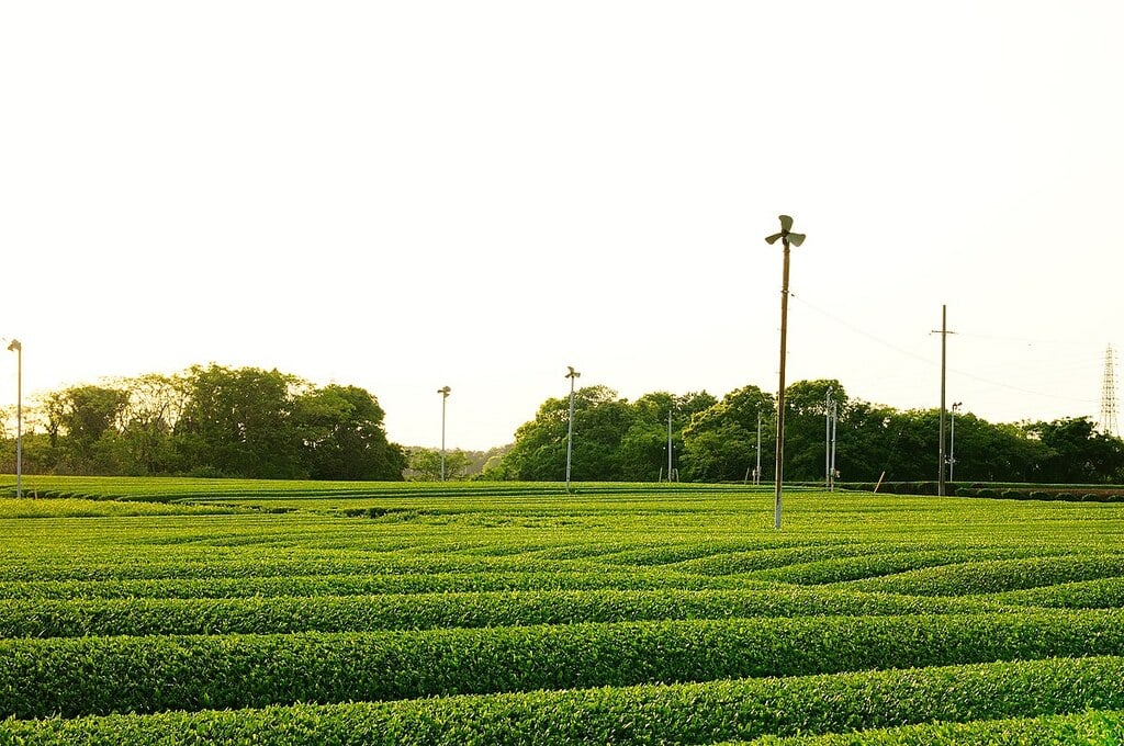 Tea plantation in Shizuoka