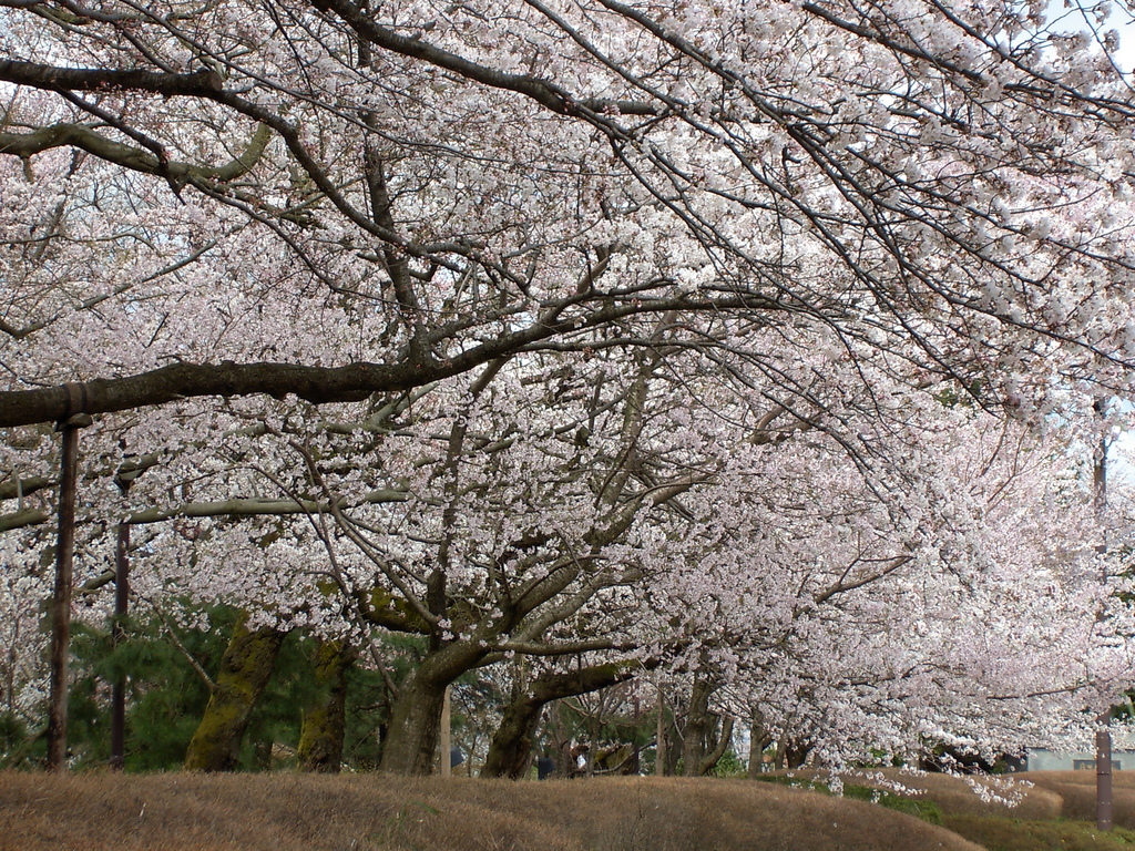 Prunus sp in Takaoka Kojo Park 03