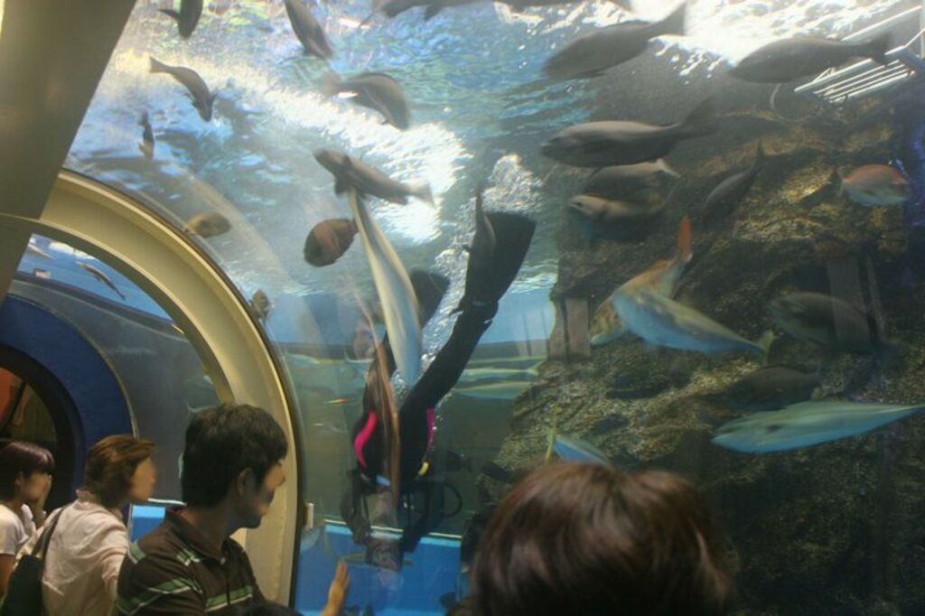 Visit exotic sea creatures at the Uozu Aquarium