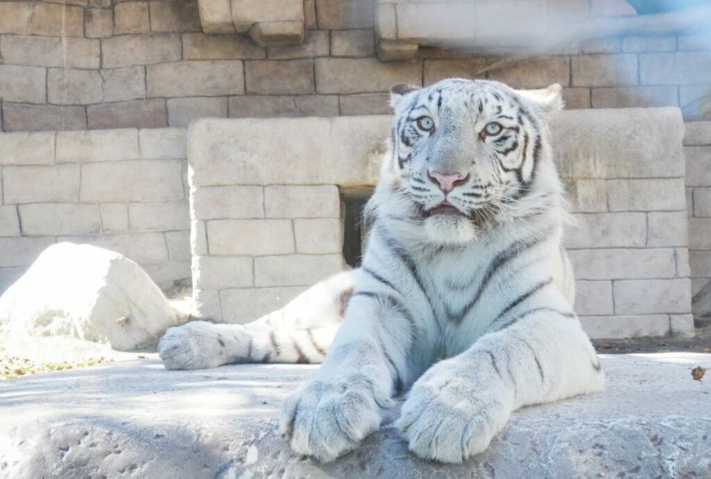 Visit the play paradise of Tobu Zoo & Amusement Park
