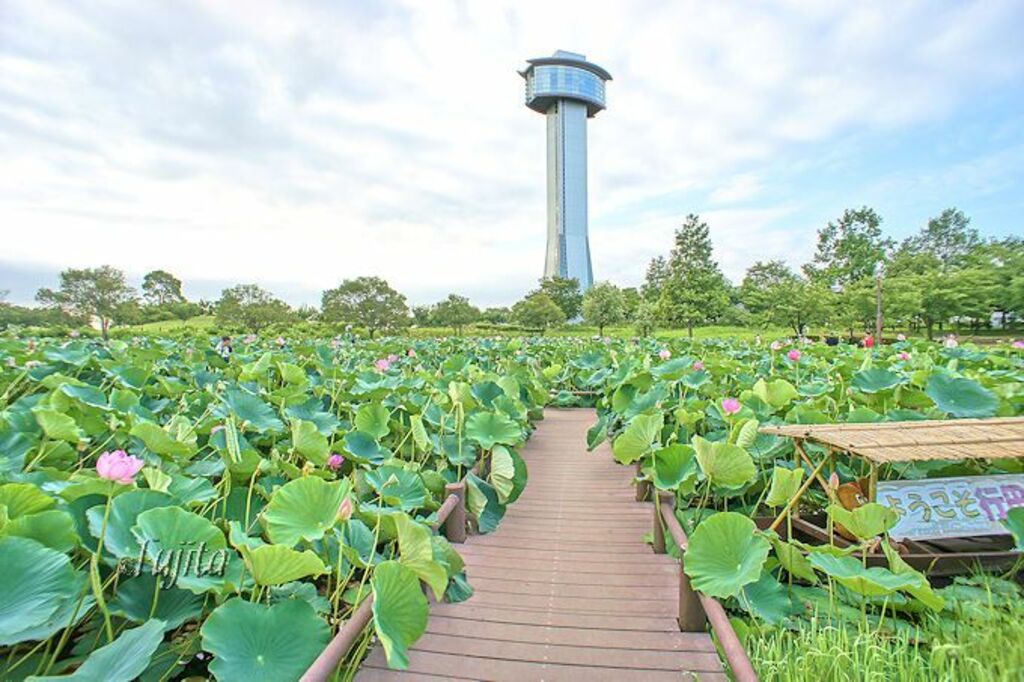 Marvel at the rice paddy art of Gyoda's Kodaihasu-no-sato