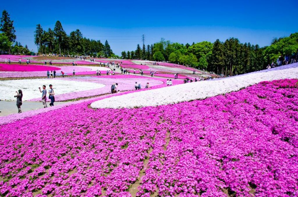 Stroll through the pink moss fields of Hitsujiyama Park