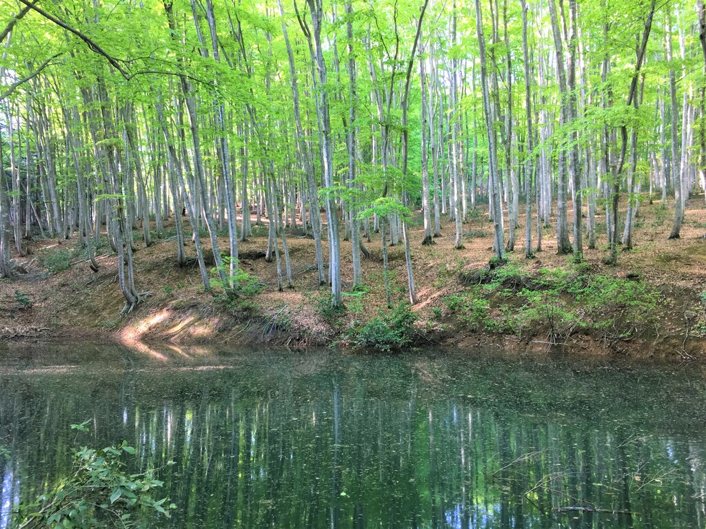 Bijinbayashi means beautiful forest