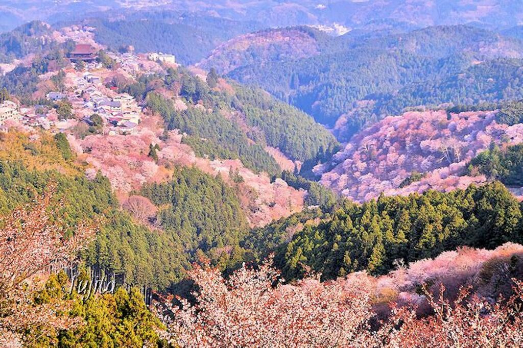 Yoshino 