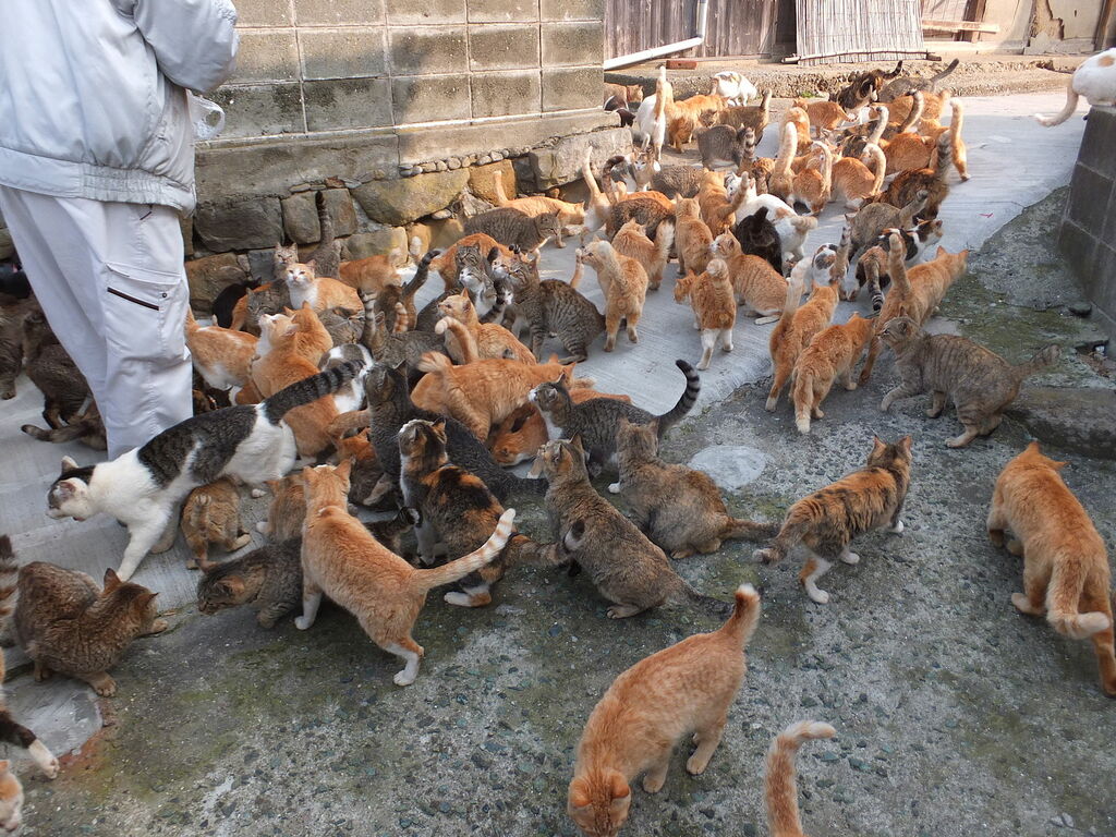 Cats in aoshima island 1