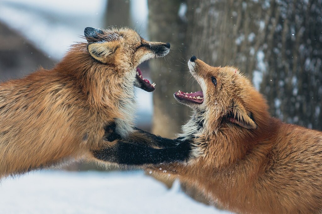 Zao Fox Village, Shiroishi-shi, Japan (Unsplash)