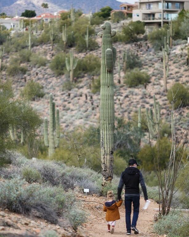 things to do in fountain hills arizona | stroll around fountain hills botanical garden