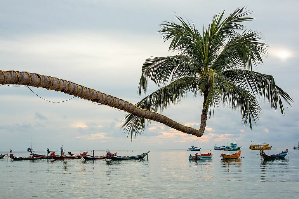 The Extraordinary Coconut Tree in Ko Tao - Chumphon, Thailand