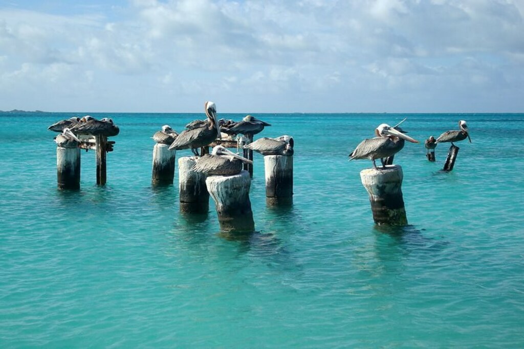 Pelicanos em Dos Mosquises / Pelicans at Dos Mosquises