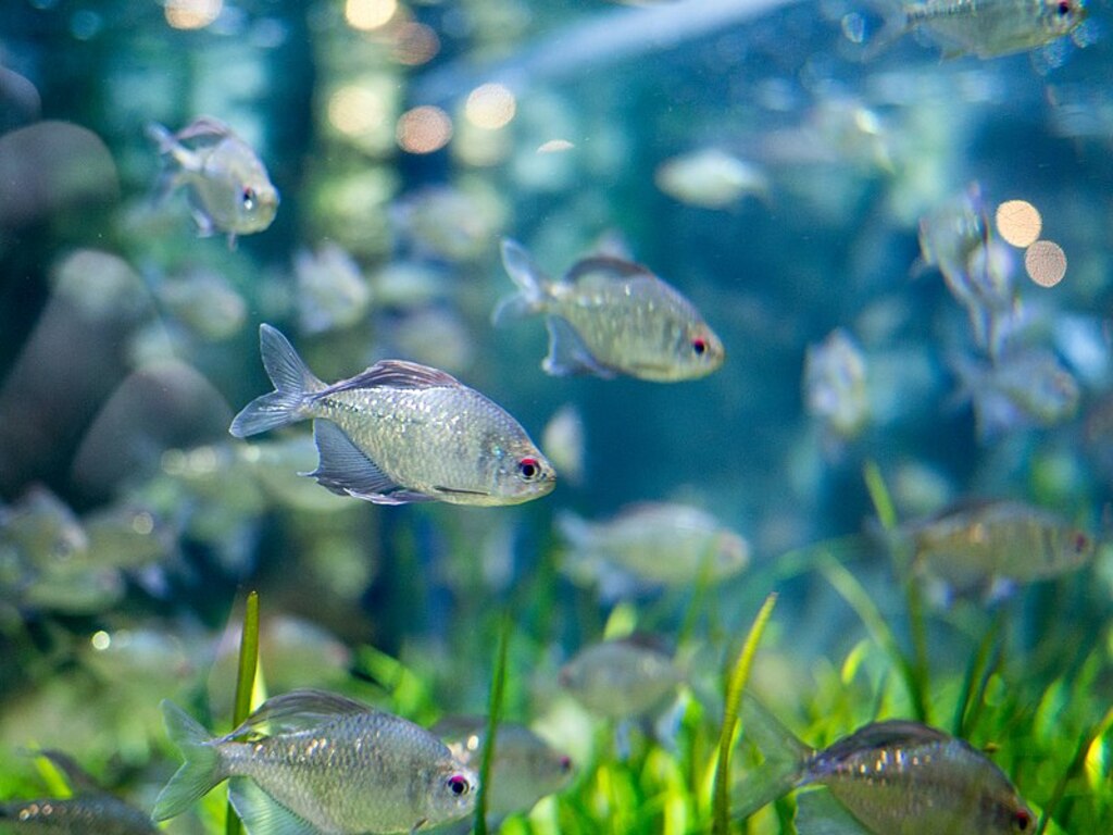 Newport Aquarium