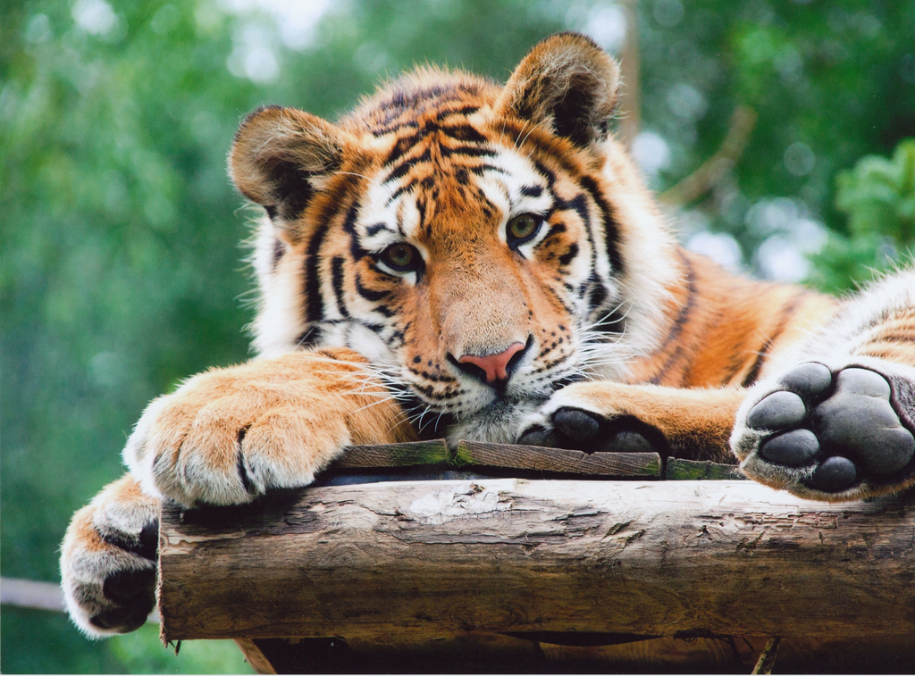 Siberian tiger cub at Amneville Zoo