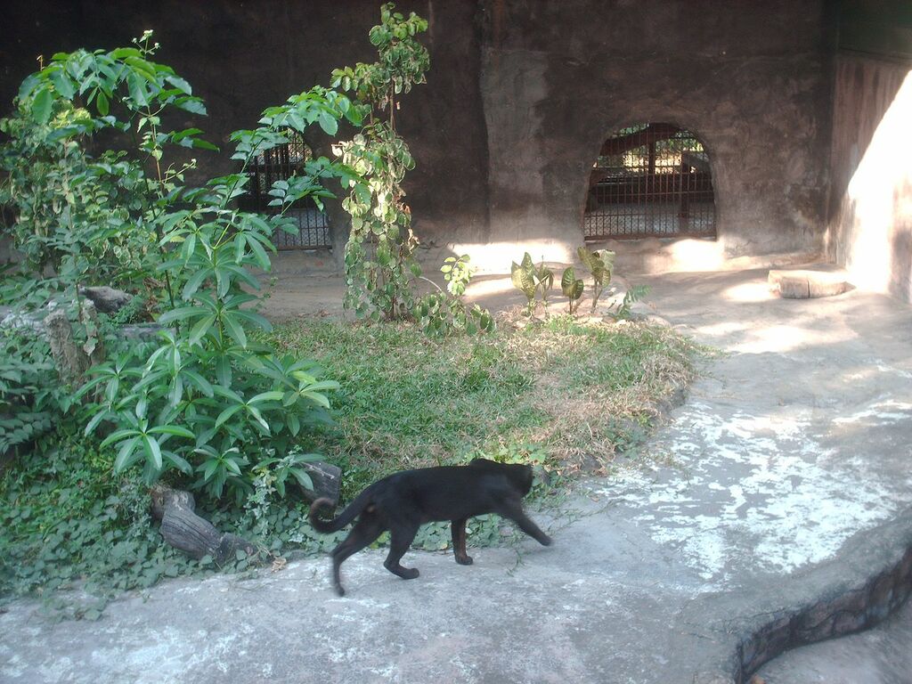 Pardofelis temminckii in Lao Zoo