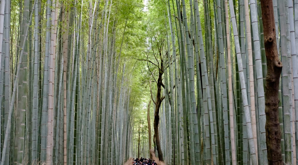 Arashiyama Bamboo Grove