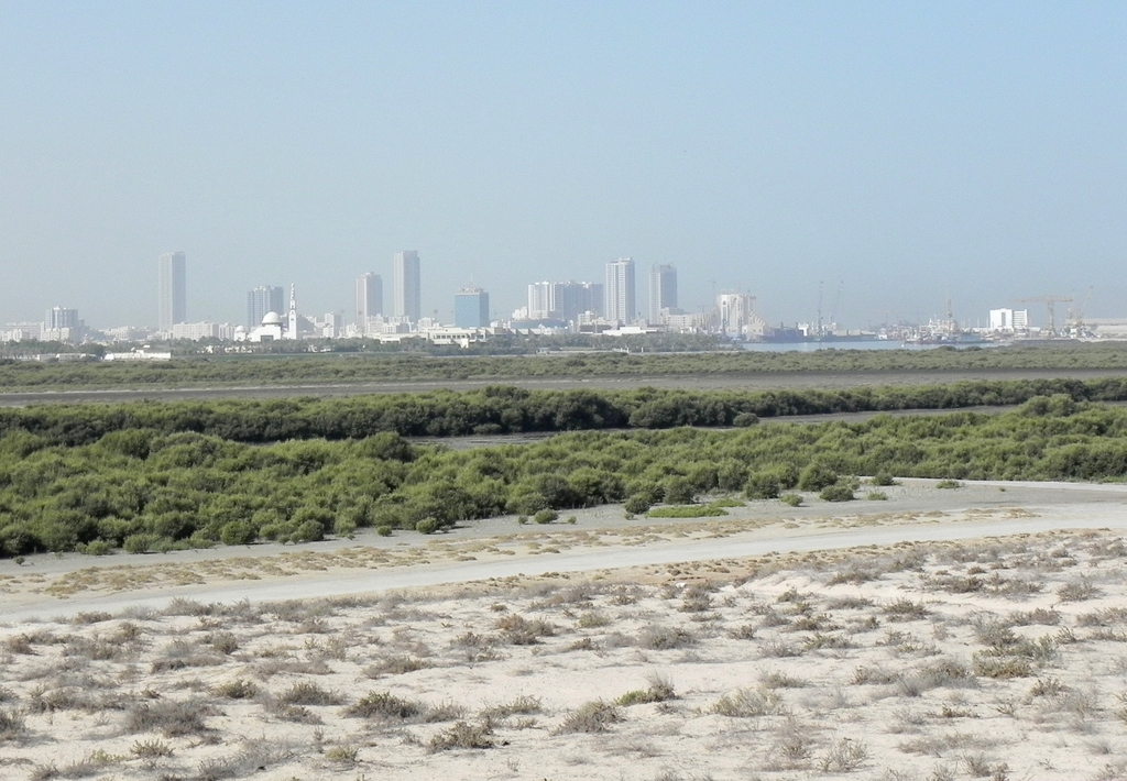 Umm Al Quwain mangroves (7267363924)