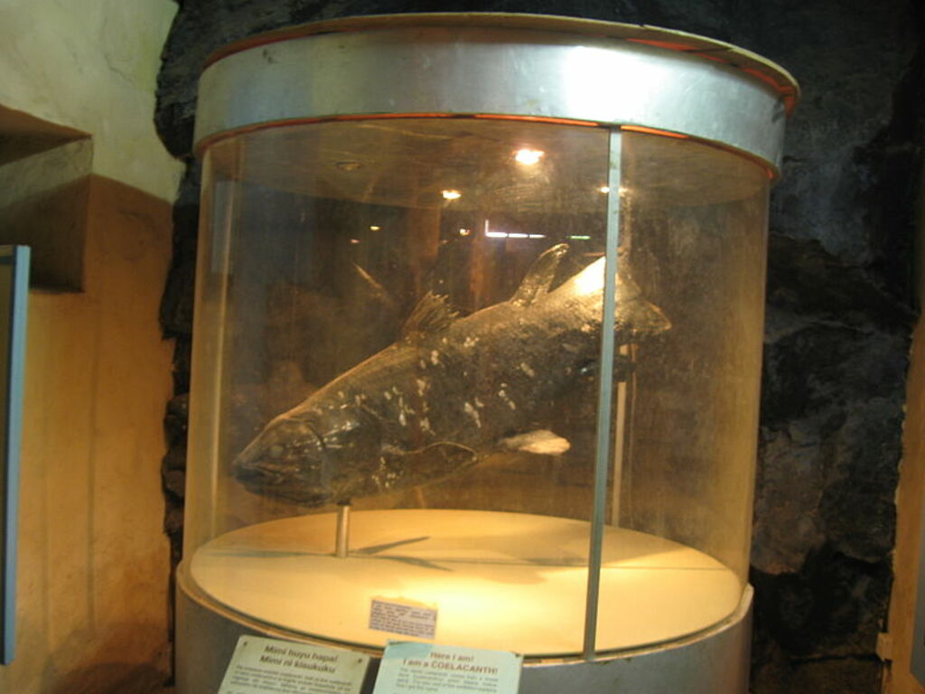 Coelacanth at Malindi Museum