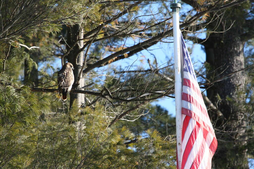 Red-tailed hawk