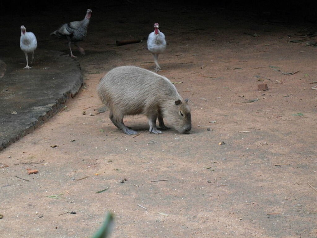 Zoo de Asunción