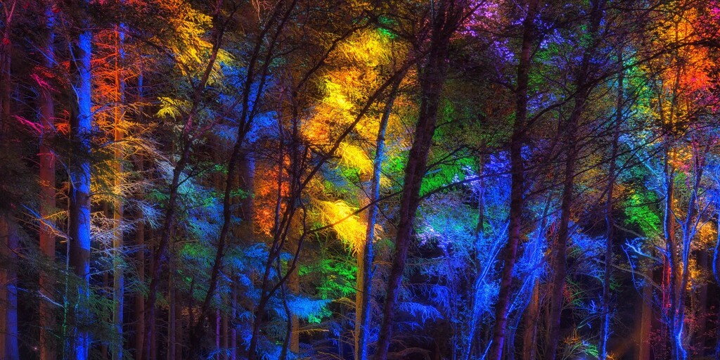 Enchanted Forest