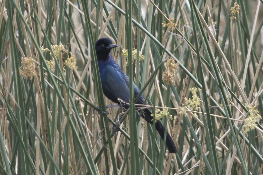 boattailed grackle celery fields sarasota feb