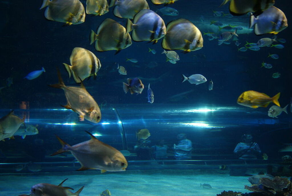 Tropicarium-Oceanarium Budapest 34