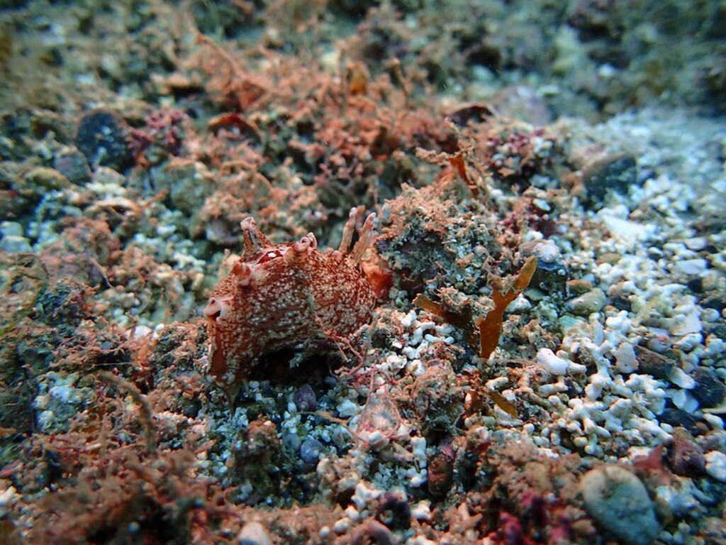 Aplysia_Juveline_BFC_West_Small