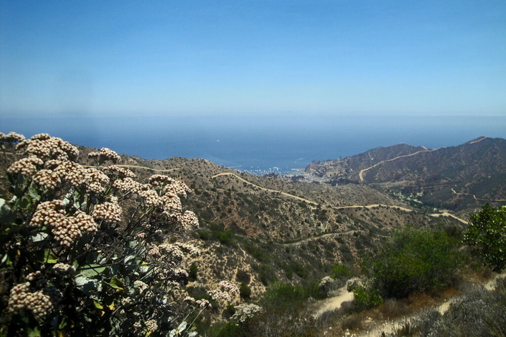 Catalina Island, Hermit Gulch Trail, 2015.06.21 (11)