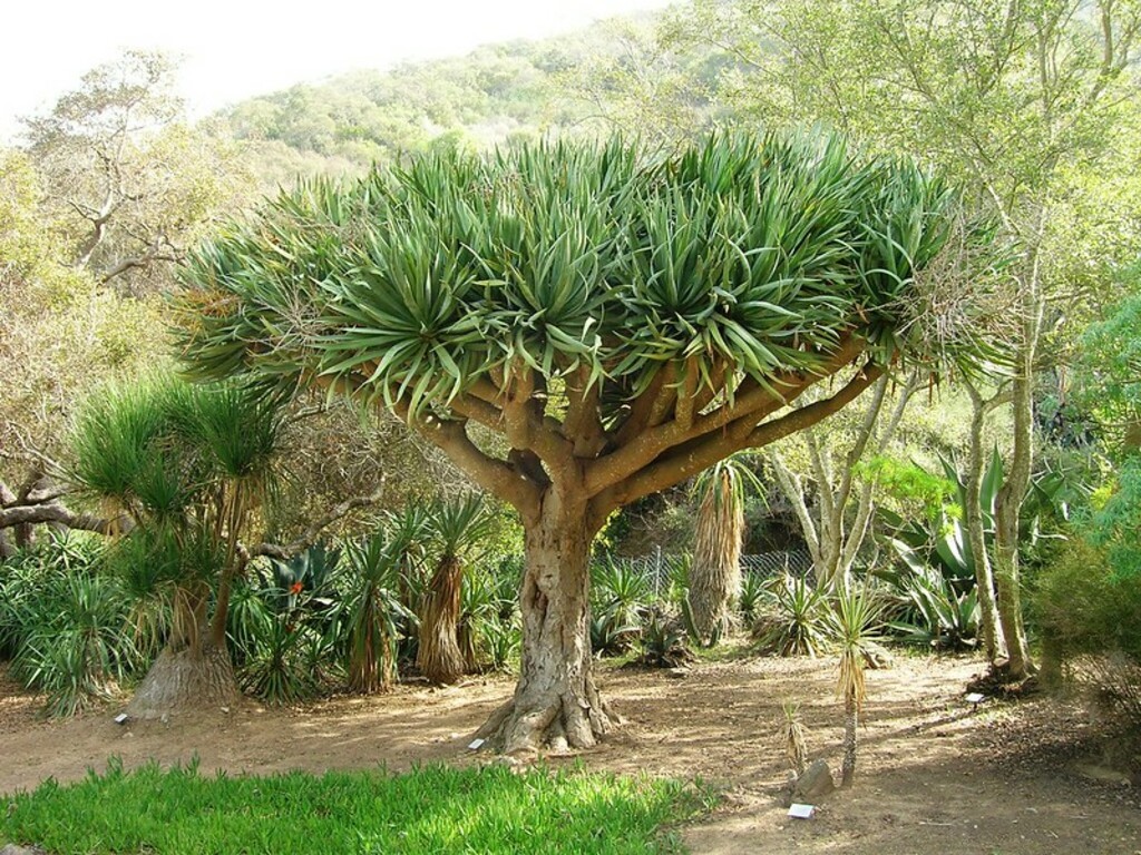 Dracaena draco