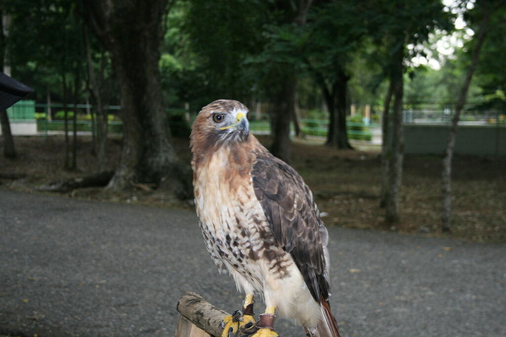 Buteo jamaicensis jamaicensis