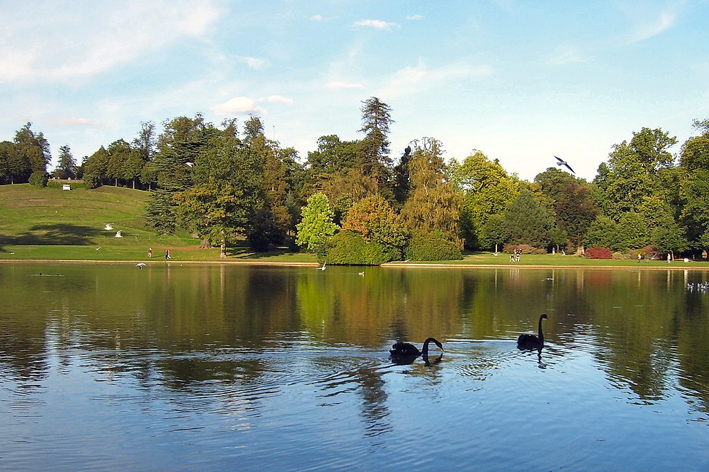 Claremont Landscape Garden, autumn, Black swans on the lake