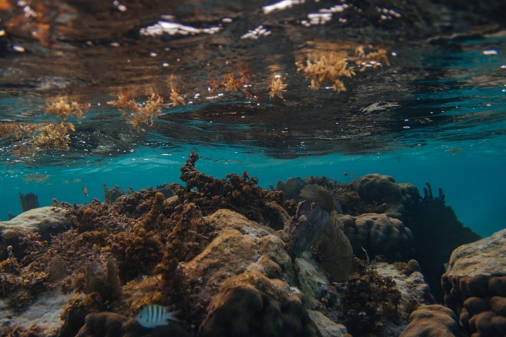 Scuba diving in Belize