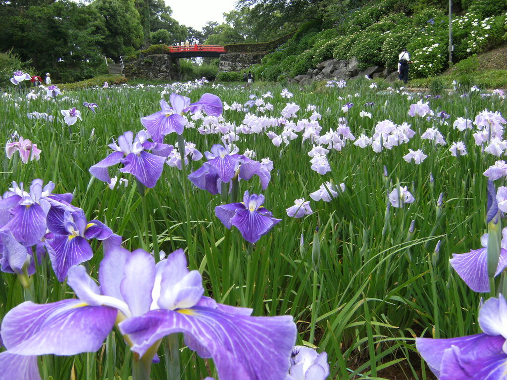 Odawara Flower Garden