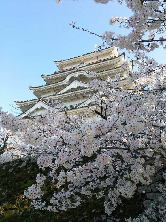 Have a cherry blossom party at Fukuyama Castle