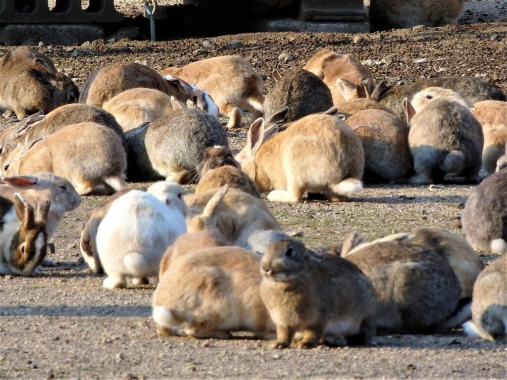 Feed the fluffy bunnies of Ōkunoshima island