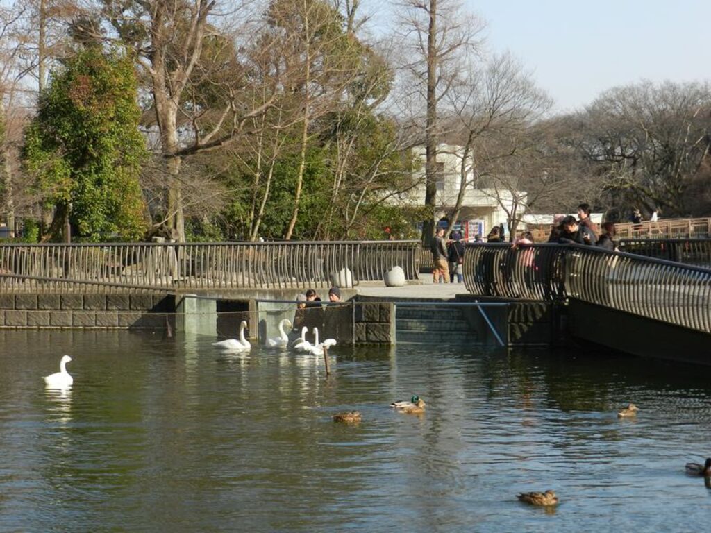 places to visit in tokyo | inokashira park