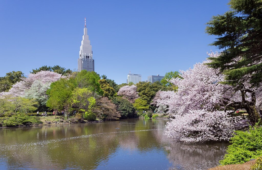 Shinjuku Gyoen National Garden - sakura 3