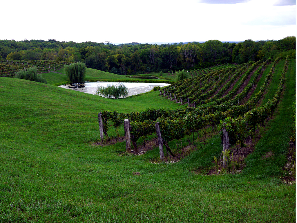 Vinkolet Arts & Wine Festival