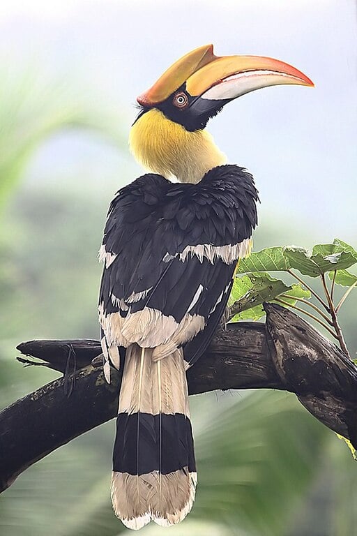 Great Hornbill Goa