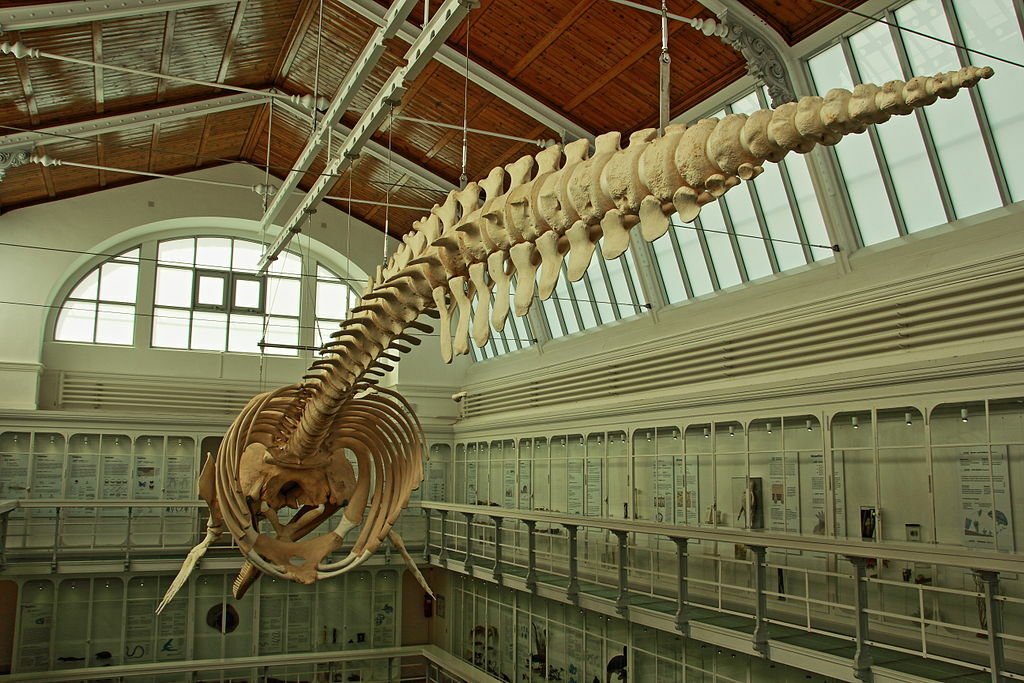 Zoologisches Museum Kiel - Martin Gropius - Kiel - 201208