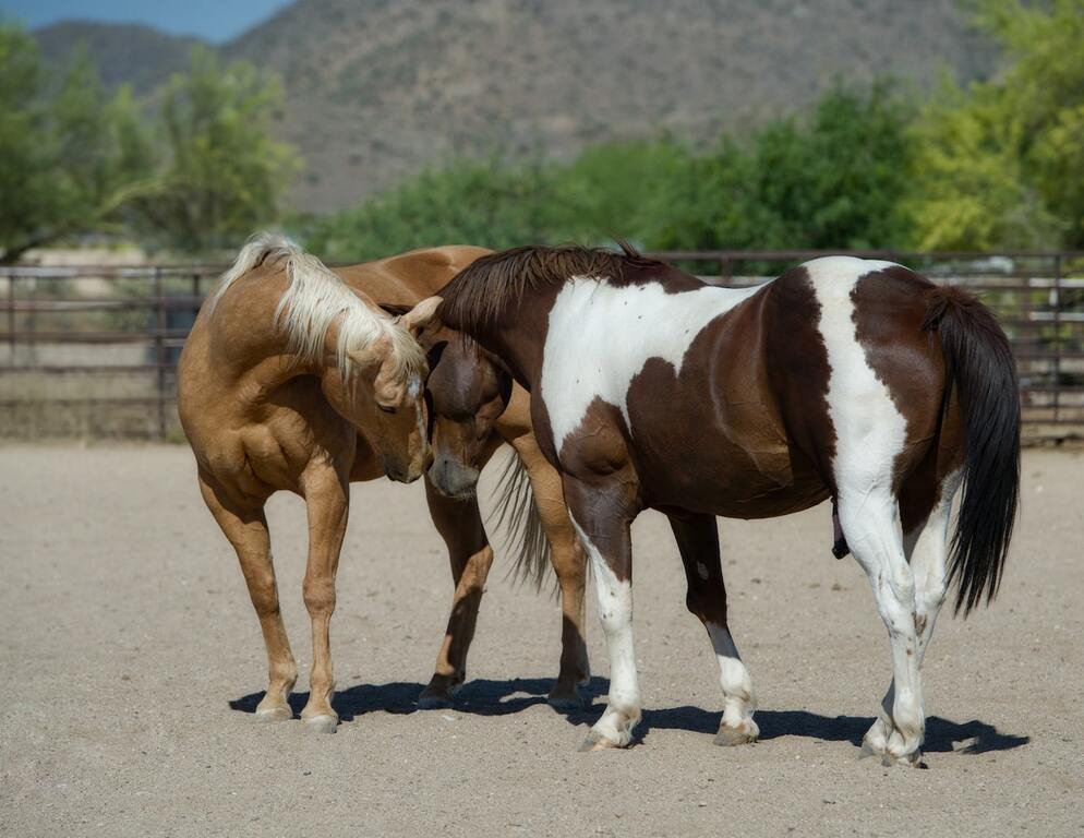 Cave Creek