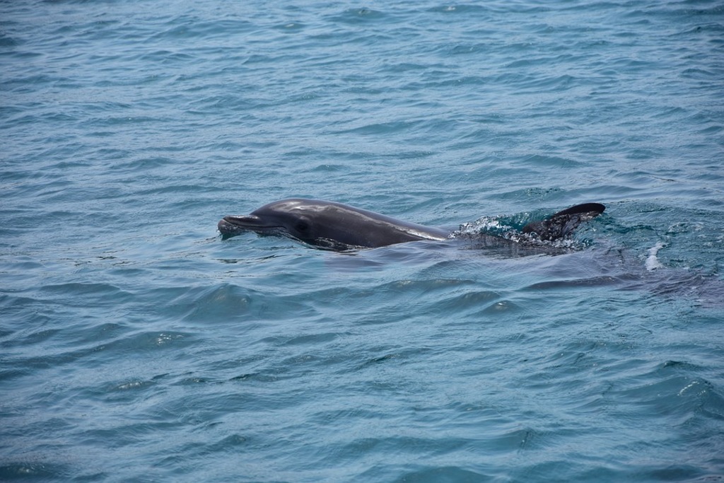 Dolphins